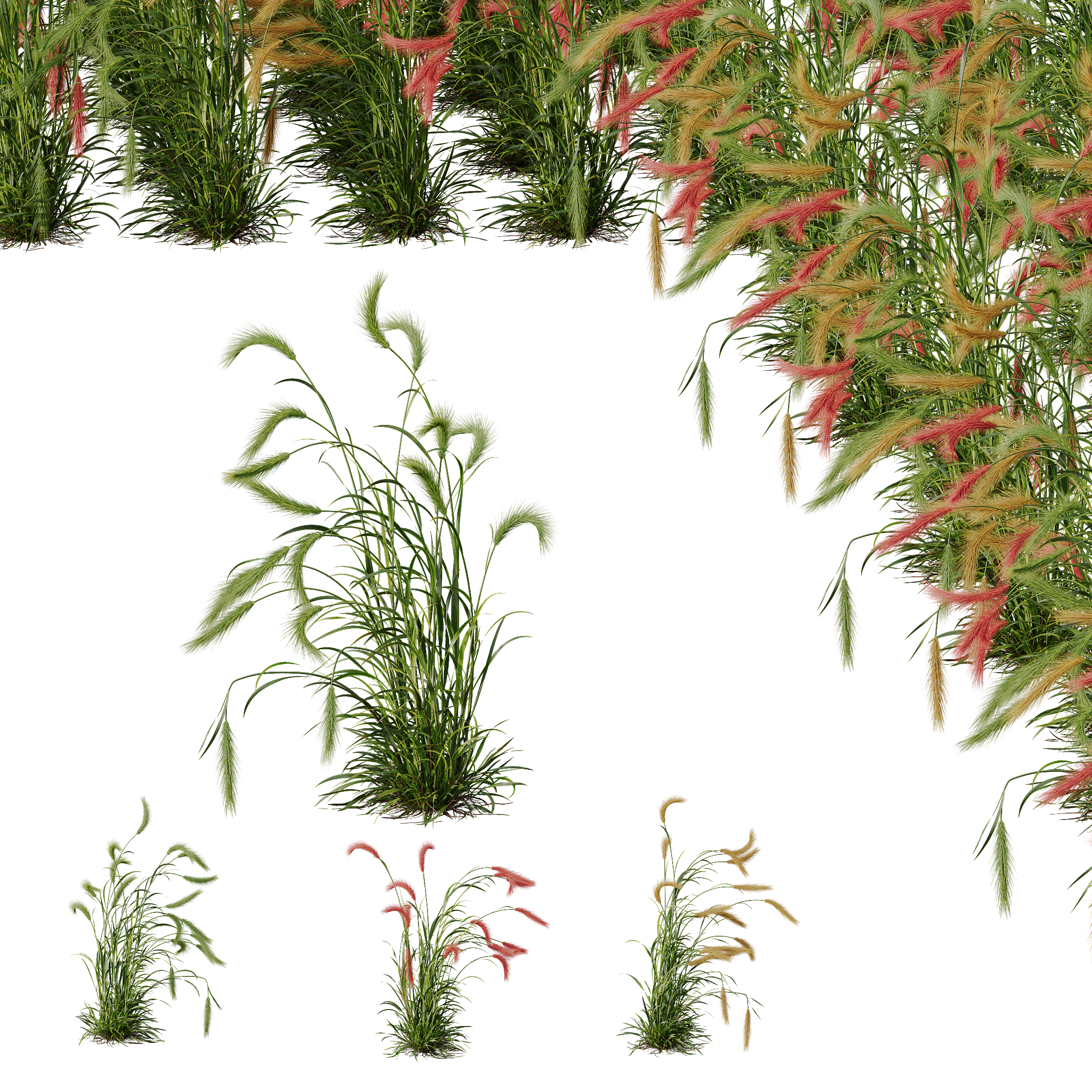 HQ Plants Hordeum Jubatum Foxtail Barley Ornementale Orge Version04 Windy